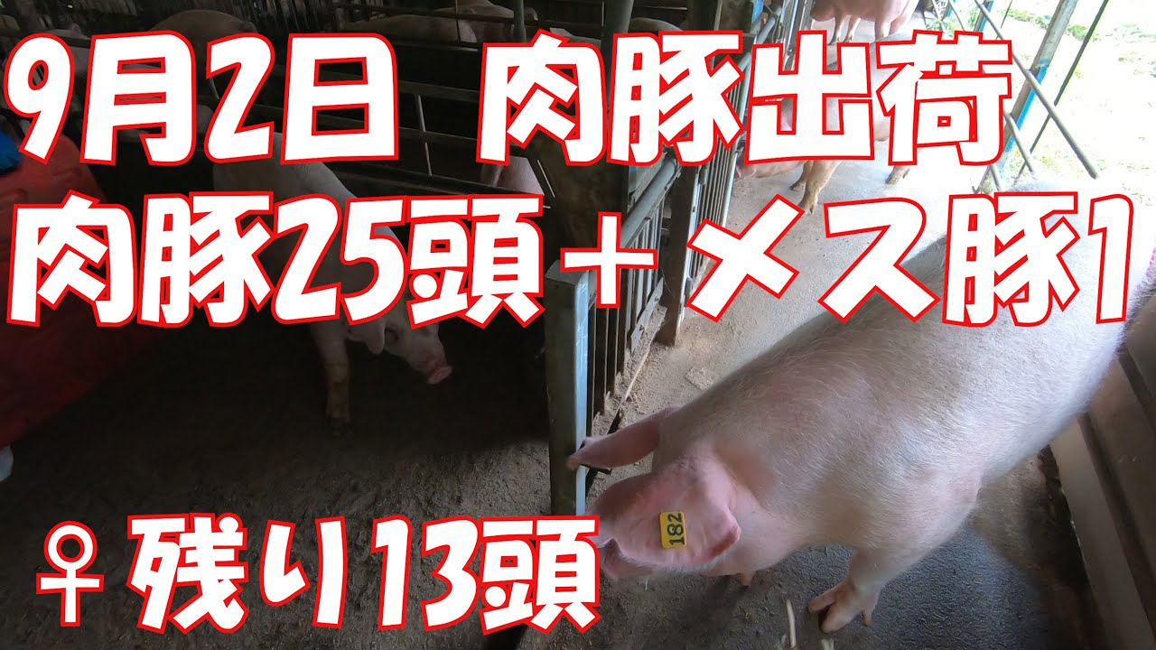 気温は低めだが蒸れ蒸れでした　肉豚出荷　9月2日