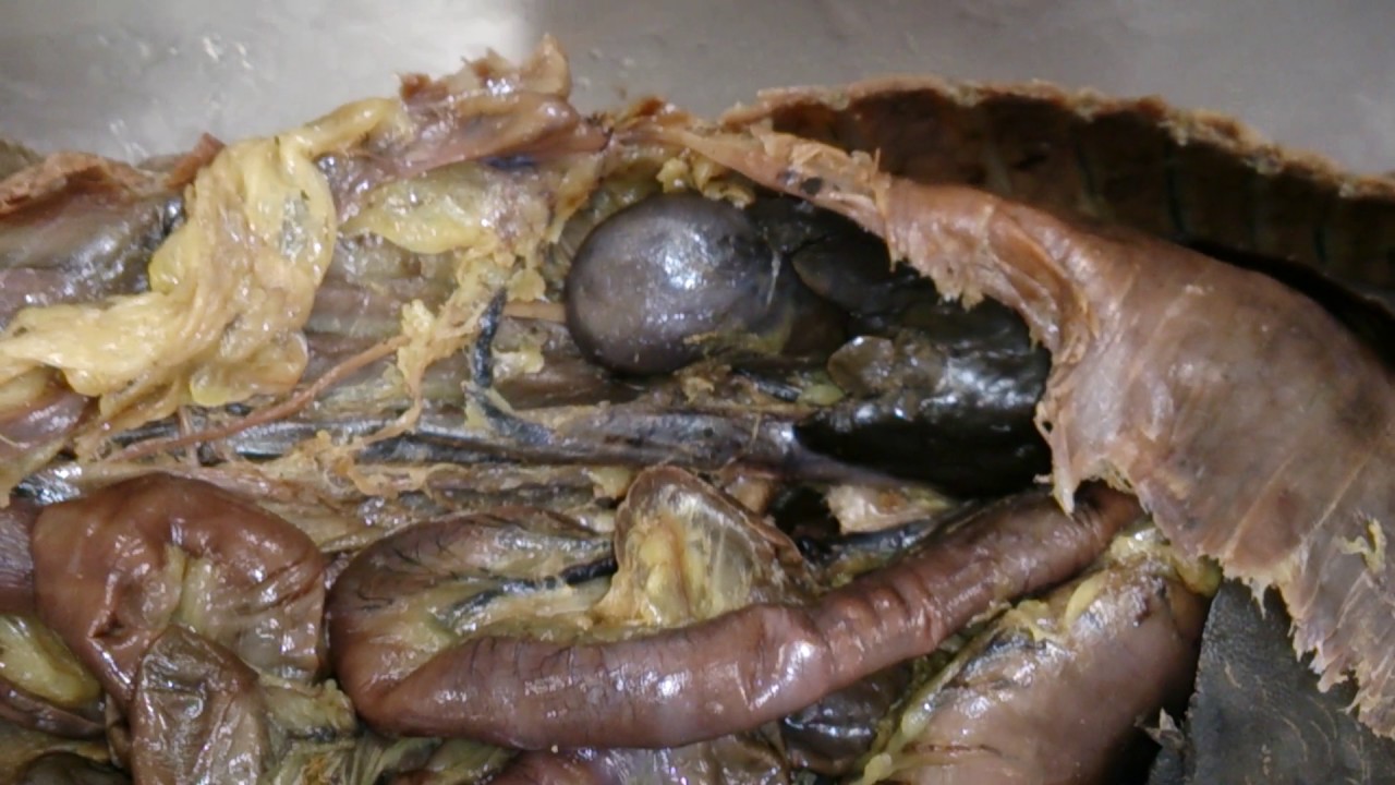 anatomia de la prostata coscarelli anatomia de la prostata coscarelli