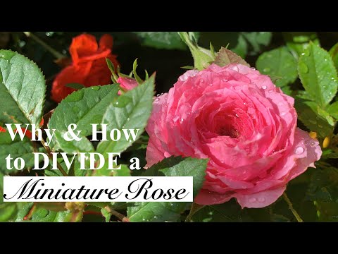 Vidéo: Roses Miniatures. Reproduction, Soins