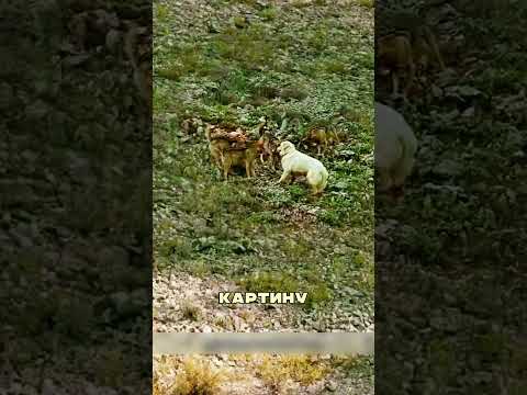 Волк заманил АЛАБАЯ в ХИТРУЮ засаду 🐺🐕🪤