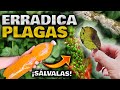 APLICA este INSECTICIDA CASERO y MATA todas las PLAGAS, HONGOS y BICHOS en tus PLANTAS | Fungicida