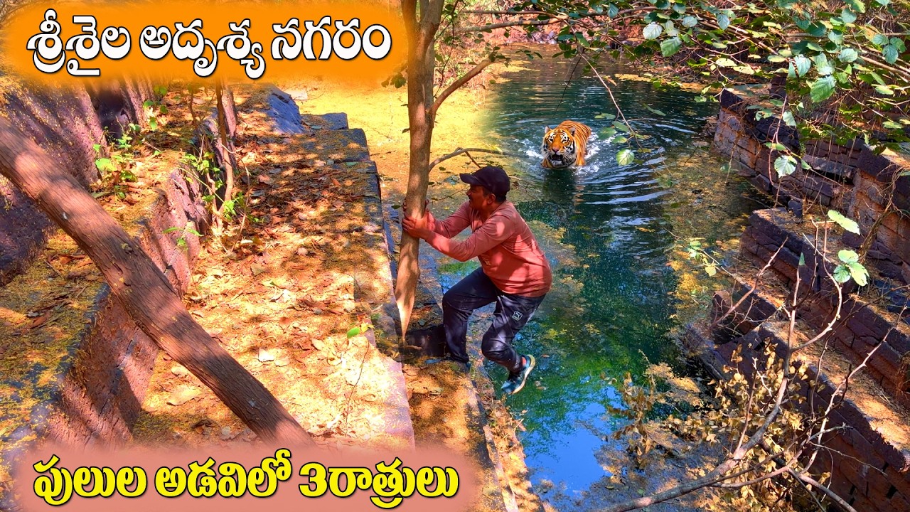 శ్రీశైలద్వారంలో అదృశ్య నగరం.. నల్లమల గుండెల్లో మరుగున పడిన రహస్యం 'దద్దనాల'. పులుల అడవిలో 3 రాత్రులు