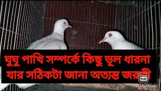 ঘুঘু পাখি সম্পর্কে কিছু ভুল ধারনা