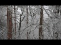 Frosted Forest - enchanting winter-scenery from Norway