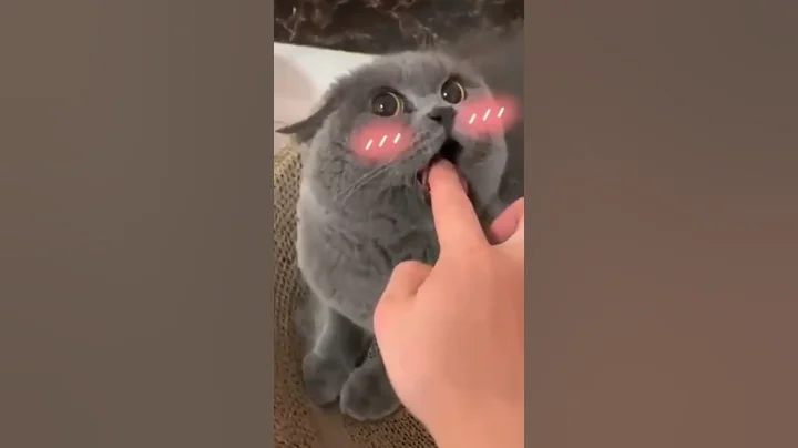 Video 3559911: cat cutecat meow, animal cute cat meowing, cat meowing angry, funny cat