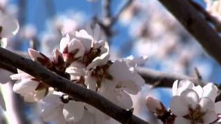 Blossom Buddies: The Epic Pollination of California&#39;s Almonds (Growing California)