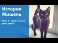 Как мы взяли котенка из приюта / Мишкина история. Часть 1