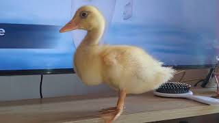 My LITTLE DUCKY grown fast #cute #video by PETSLIFE CHANNEL 21 views 2 months ago 58 seconds