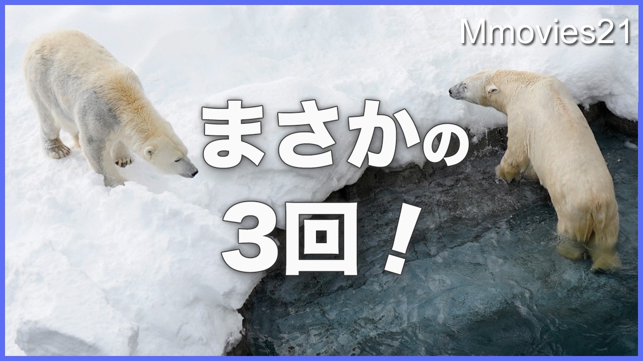 【ライト覚醒】リラと同居中に3回水浴！達成感に満ちた顔〜ホッキョクグマ繁殖期の同居〜Polar Bear Breeding Season 5