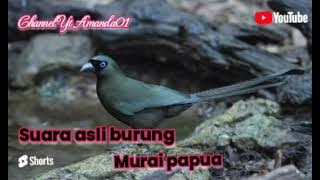 Suara asli burung murai papua @amanda013 @amandarafania9890