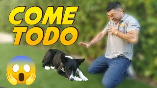 Cachorro Come Todo del Suelo | Paseo Correa