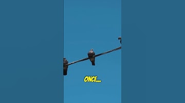 Why Don’t Birds Get Electrocuted on Power Lines? ⚡ (Shocking Truth!)