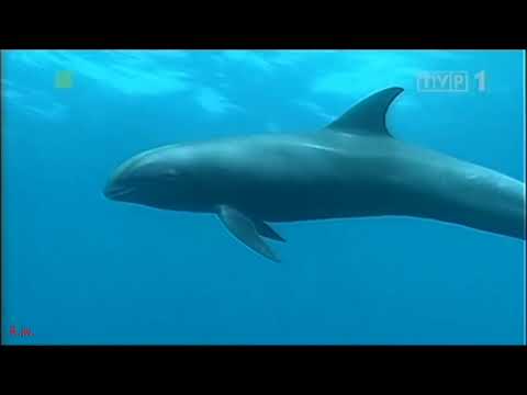 Wideo: Jakie Zwierzęta To Ssaki Morskie