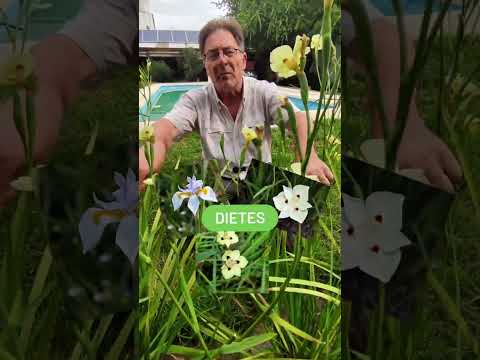 Video: Dietes Plant Information - Cómo cultivar lirios dietes