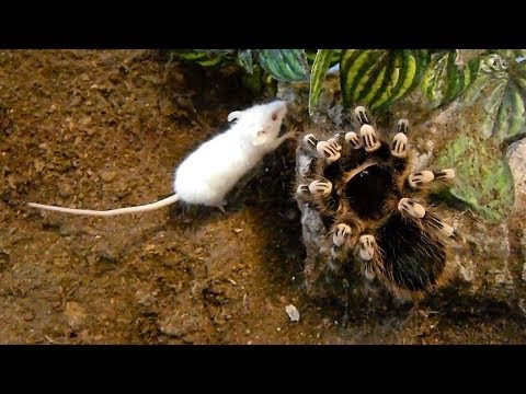 Large brutal tarantula kills mouse (Acanthoscurria geniculata) 