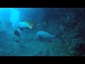 Plectorhinchus mediterraneus (Borriquete o Burro) HD en Cabo Palos