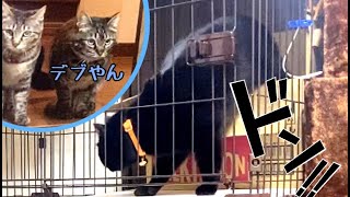 【隠し撮り】デブった保護猫に先住猫兄弟が会いに来てくれました！