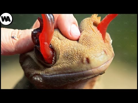 Видео: 3 способа избавиться от гекконов в вашем доме
