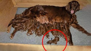 This Dog Gave Birth to 29 Pups But Doctors Were Shocked to Find This