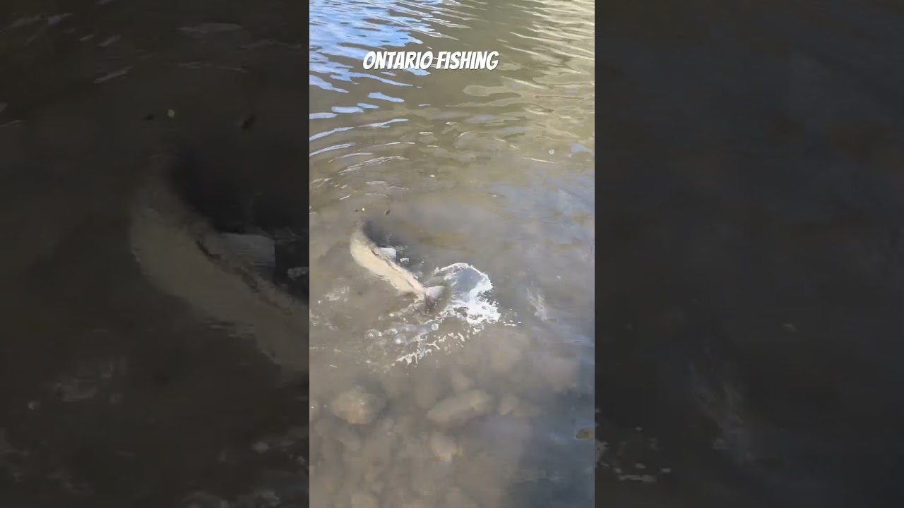 Ontario steelhead’s fishing @humber river 2024. # steelheads 