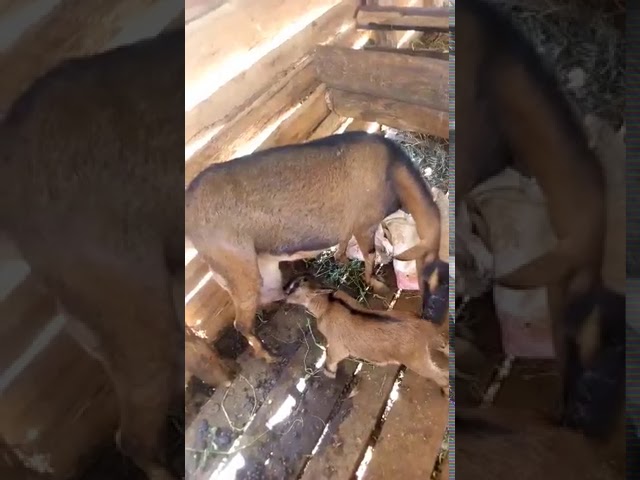 1st Goat Born on Mission Field in Moi's Bridge Kenya