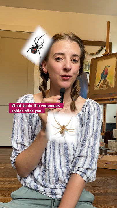 How do you treat a spider bite? Follow these first aid steps if you’re bitten by a venomous spider.