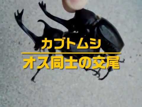 カブトムシオス同士の交尾 Youtube