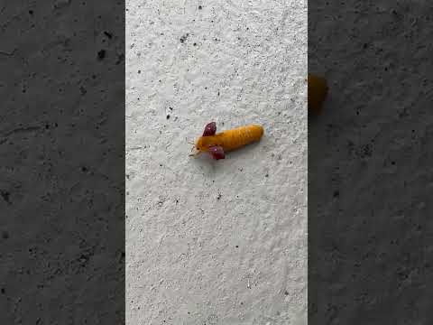 Mutation? What happens