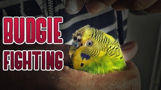 Stubby is injured badly  How to stop bleeding Budgie???