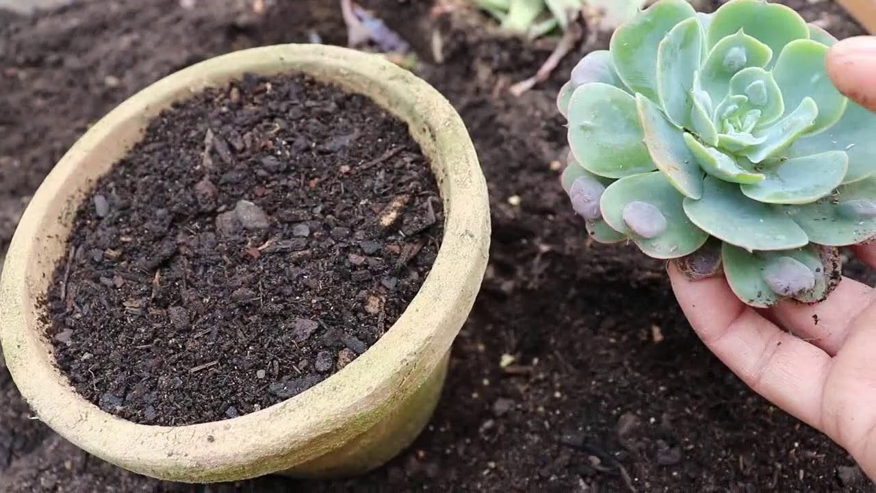 Manutenção nas suculentas com troca de terra.