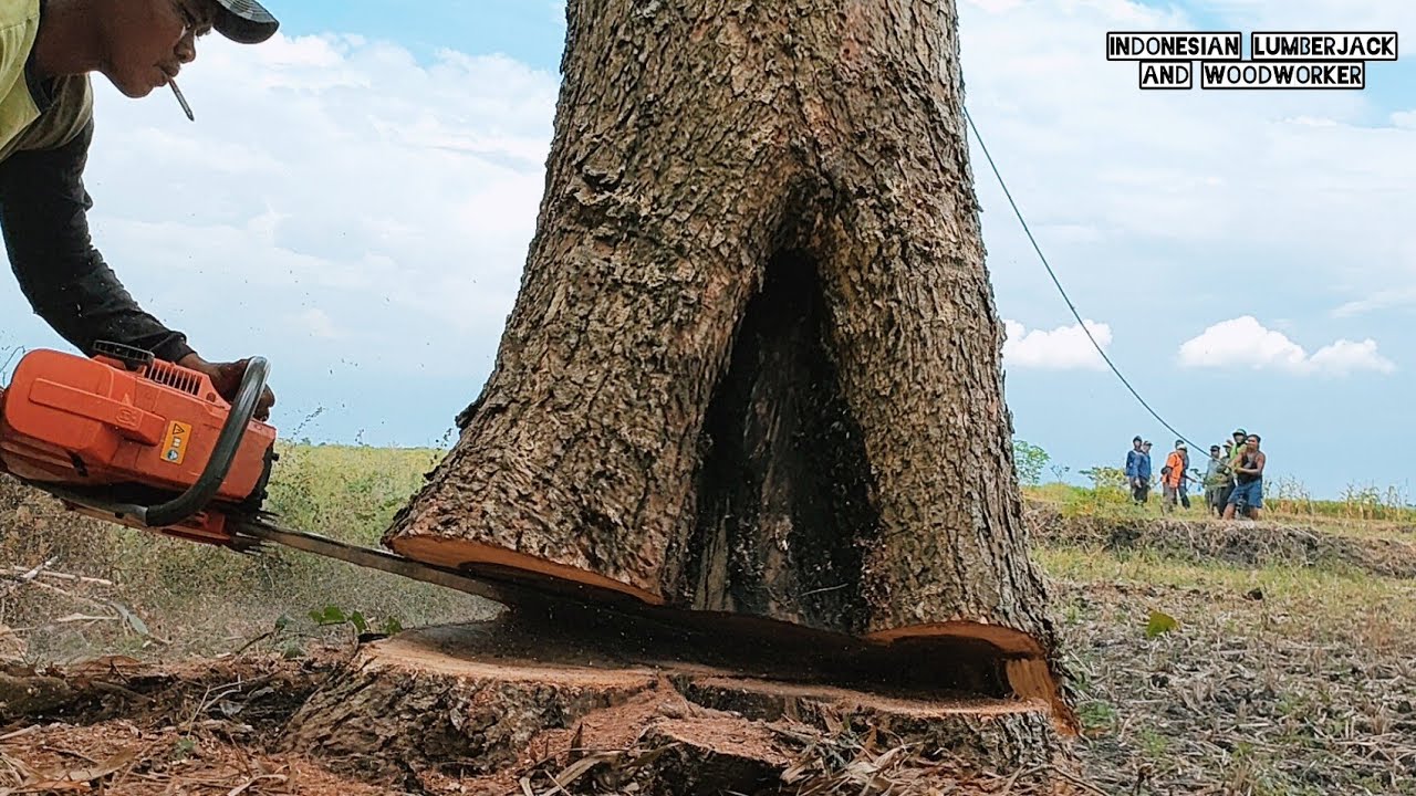 Husqvarna 395xp & Husqvarna 3120xp... Cut down 3 trees fast and easy ...