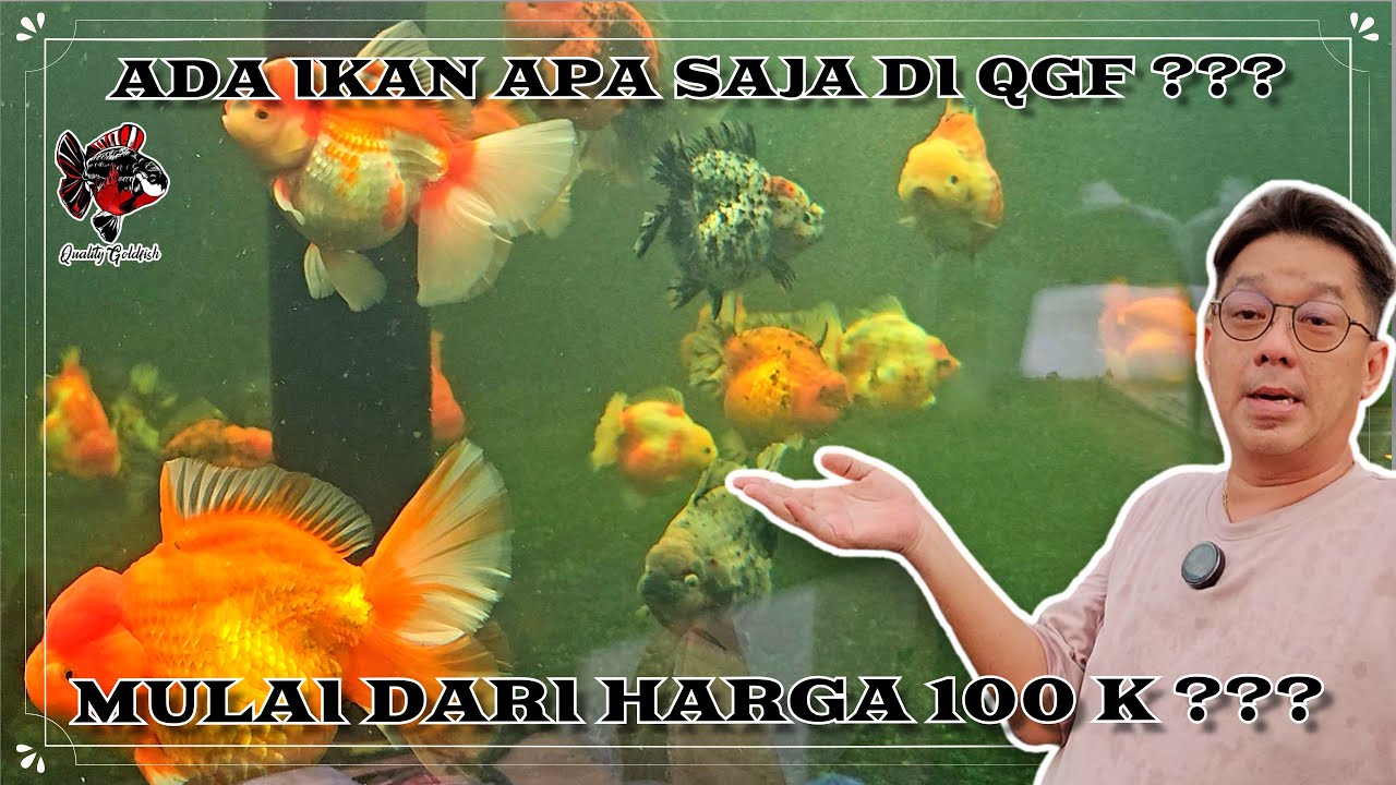 ADA IKAN APA SAJA DI QUALITY GOLDFISH ??? MULAI DARI HARGA 100 K ???