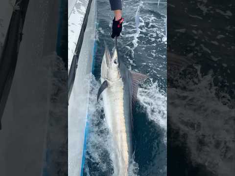 Come with us as we go chasing one of the greatest sport fish in the world - the Black Marlin 🎣