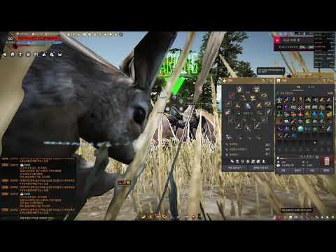 black desert auto exp setting what simple?