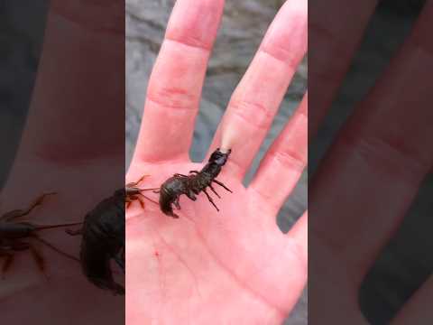 Укусила рогатка. Последствия