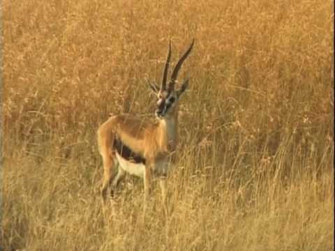 opcao comum erros de negociacao