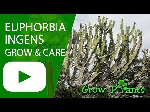 Euphorbia ingens - Beautiful succulent - growing and care