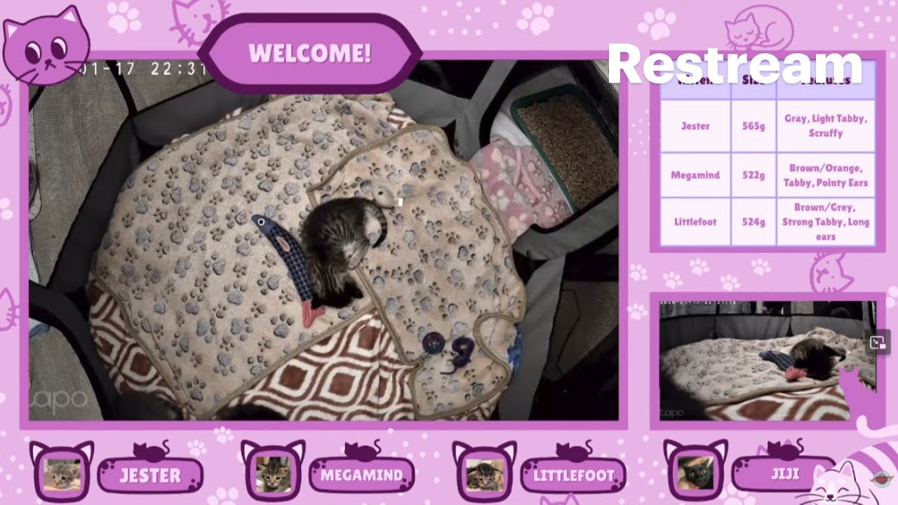 24/7 Kitten Cam + Lofi 🐈 Live