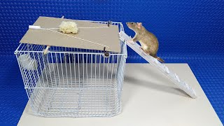 Catch Hundreds Of Rats With This Method | How To Make Mouse/Rat Trap At Home