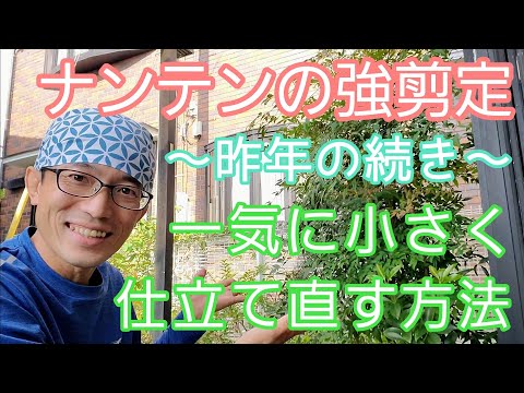 【ナンテン(南天)の剪定②】大株を小さく低く仕立て直す手入れの仕方🌿🌱※１ヶ月後の様子は概要欄リンクからご覧いただけます