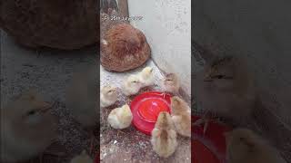 Chicken Chicks First Time Drinking Water! Wealth