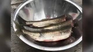 Nova Scotia Smelt: How To Clean