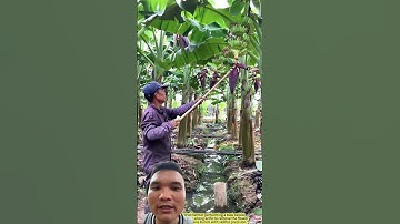 Cách chăm sóc chuối tại nông trại #agriculture
