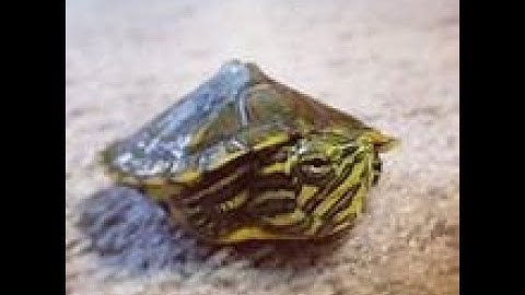 Mở hộp rùa bụng vàng baby - Rùa bụng vàng không chấm cực đẹp🐢✔