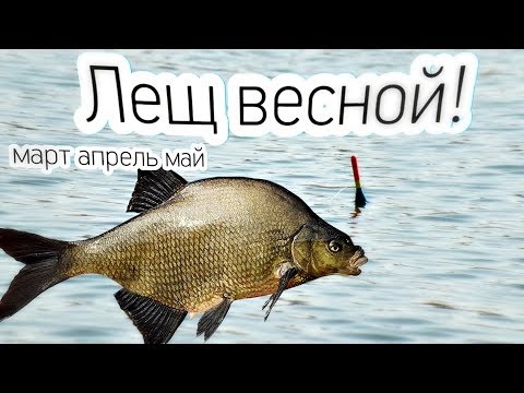 Как ловить леща весной в марте апреле и мае? Толковое обучение ловли леща весной!