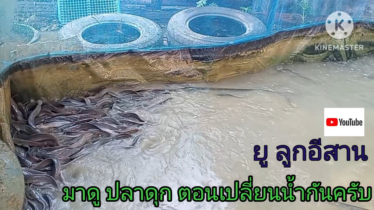 มาดู ปลาดุก ตอนเปลี่ยนน้ำกันครับ