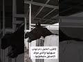 صهيل الخيل خيل خيل عربيه اصيله سباق الخيل 
