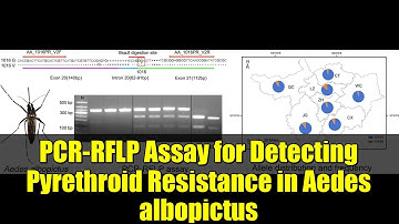 PCR-RFLP Assay for Detecting Pyrethroid Resistance in Aedes albopictus