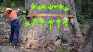 Saw Mill Wood Catting Proses Sawn. Amezing Working Sskcd Comnapy Sahed Kath Mill