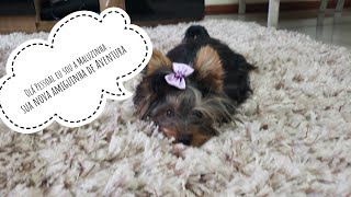 Yorkshire Terrier Micro Maluzinha Brincando Com Seu Bebe Youtube Yorkshire Terrier Micro Maluzinha Brincando Com Seu Bebe Youtube